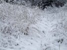 DSCF7928 PATH TO VEG GARDEN SNOW 650 MED.jpg