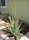 aloe.jpg
