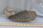 DSC_1087.jpg