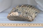 DSC_1091.jpg