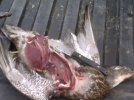 Duck and WUK JR 1.jpg