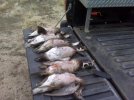 Duck and WUK JR 3.jpg