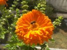 abeille.jpg