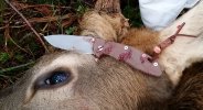 skinnyelk.jpg