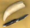 Orca Tooth 1.jpg