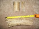 Wooly Mammoth Tusk.jpg