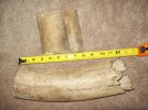 Wooly Mammoth Tusk3.jpg