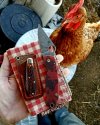 chicken.jpg