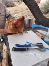 ChickenProcess4.jpg