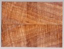 koa_505_sm.jpg