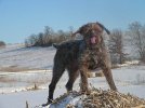 cornstack aYB tongue.jpg