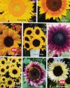 IMG_20191231_0001 SEED CATALOGUE SCAN 650 MED.jpg