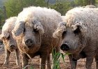 mangalica.jpg