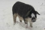 Mangalica_006.jpg