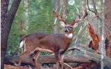 WhitetailBuck2.jpg