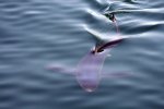blue shark from Mysticete.jpg