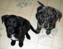 puppies.jpg