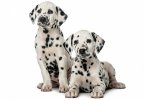 Dalmatian pups.jpg