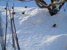 DSCF8412 GOLDFINCHES MAPLE  SNOW MORNING SUN 650 MED.jpg