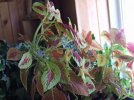 DSCF8422 COLEUS RUBY SLIPPERS AND CAMPFIRE 650 MED.jpg