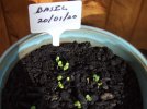 DSCF8432 BASIL SEEDLINGS 650 MED.jpg