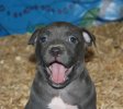Pitbull_Puppy.jpg