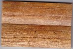 mammothivory212_bark_sm.jpg