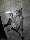 Quail13.jpg