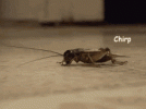 64EE87AB-D8C0-46F3-B3DC-1391523195C9.gif