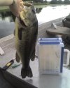 bigbass.jpg