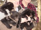 Bear_'Hunt'_011.jpg