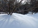 DSCF8521 SNOW MAPLE TRACKS LANEWAY 650 MED.jpg