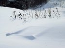 DSCF8524 SNOW PLANTERS BEE BALM 650 MED.jpg