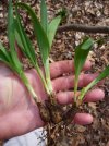 ramps2.jpg