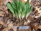 ramps3.jpg