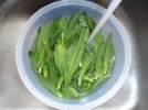ramps5.jpg