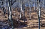 trees.jpg