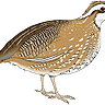 Bobwhite