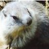 The Marmotte