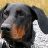 Doberman_Dave