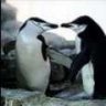 Gay Penguin