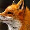 foxmd