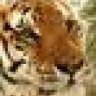 The Tiger