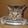 KatClaws