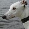 Greyhound