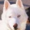 whitehusky
