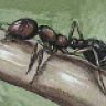 FireAnt