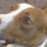hapidog