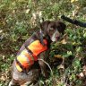 Gundog JYD#138