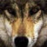 wolf229